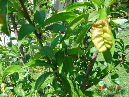 [Foto de planta, jardin, jardineria]