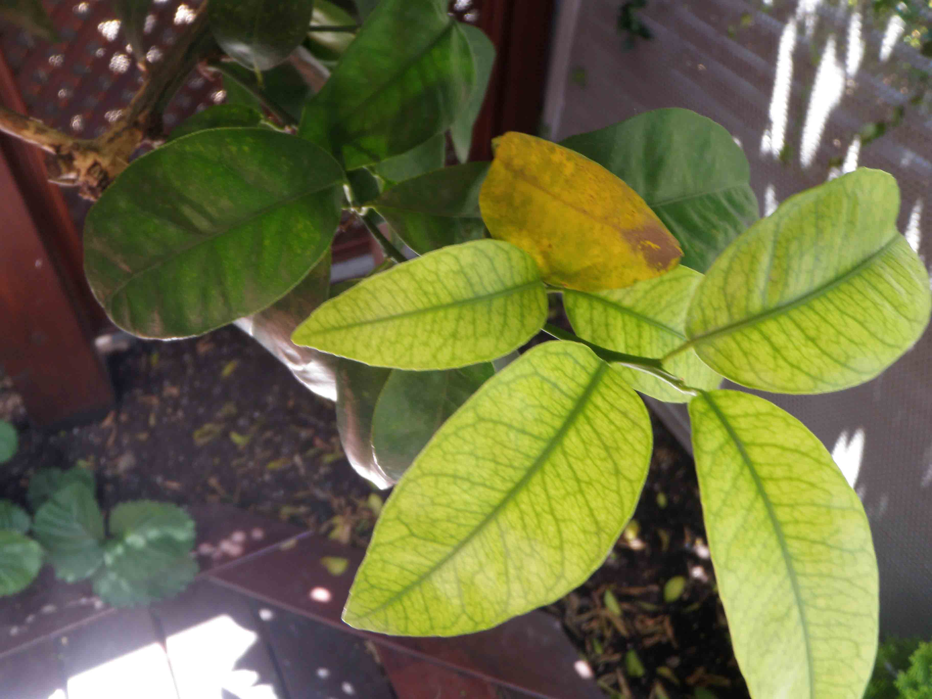 [Foto de planta, jardin, jardineria]