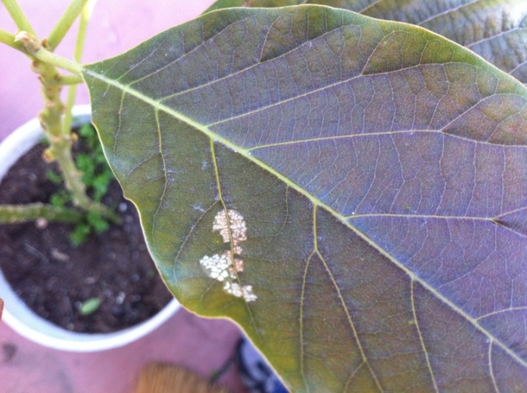 [Foto de planta, jardin, jardineria]