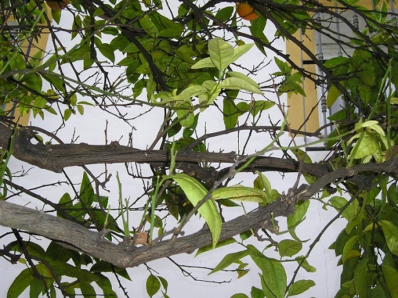 [Foto de planta, jardin, jardineria]