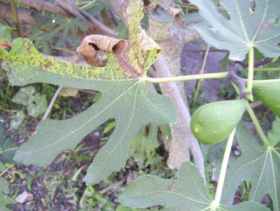 [Foto de planta, jardin, jardineria]