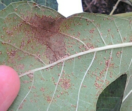 [Foto de planta, jardin, jardineria]