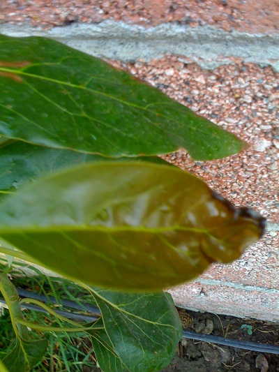 [Foto de planta, jardin, jardineria]