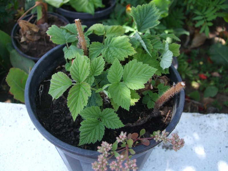 [Foto de planta, jardin, jardineria]