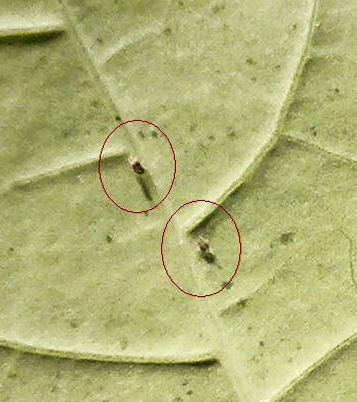 [Foto de planta, jardin, jardineria]