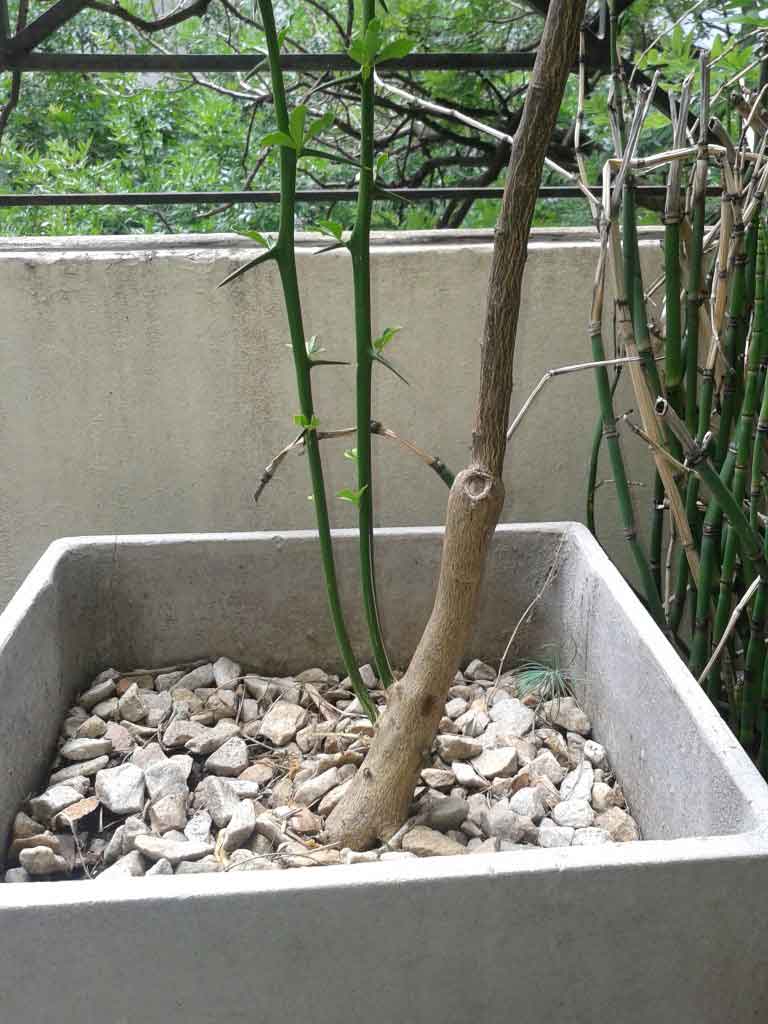 [Foto de planta, jardin, jardineria]