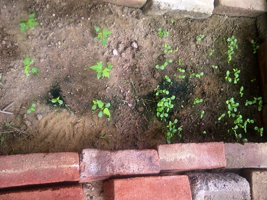 [Foto de planta, jardin, jardineria]