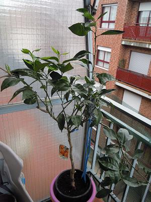 [Foto de planta, jardin, jardineria]