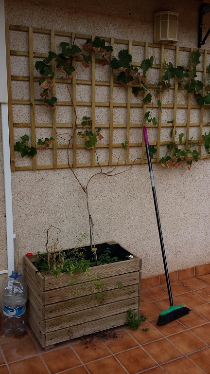 [Foto de planta, jardin, jardineria]