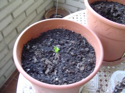 [Foto de planta, jardin, jardineria]