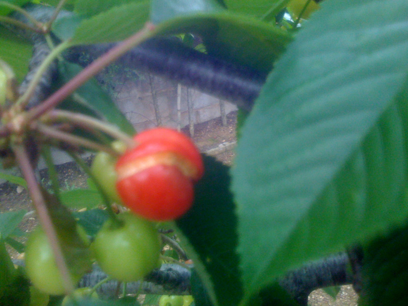 [Foto de planta, jardin, jardineria]