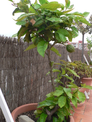 [Foto de planta, jardin, jardineria]