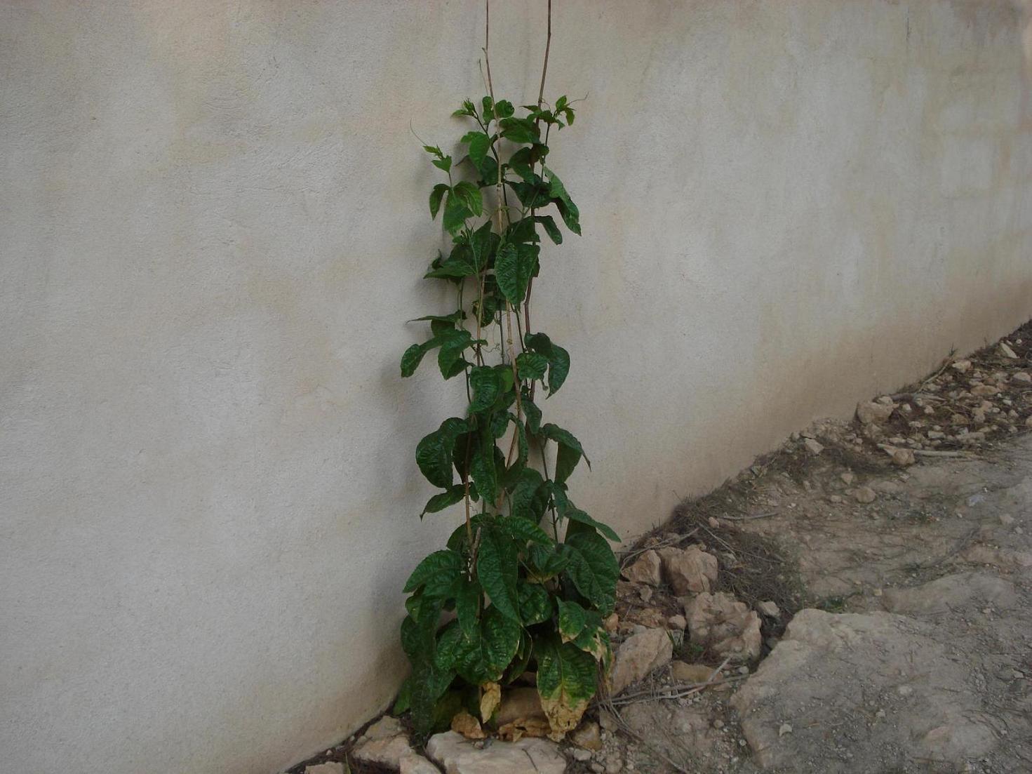 [Foto de planta, jardin, jardineria]