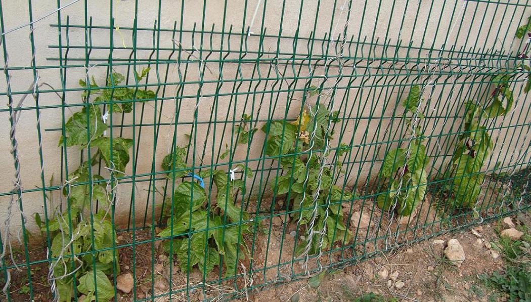 [Foto de planta, jardin, jardineria]