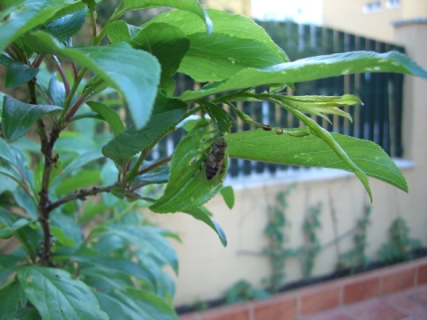 [Foto de planta, jardin, jardineria]