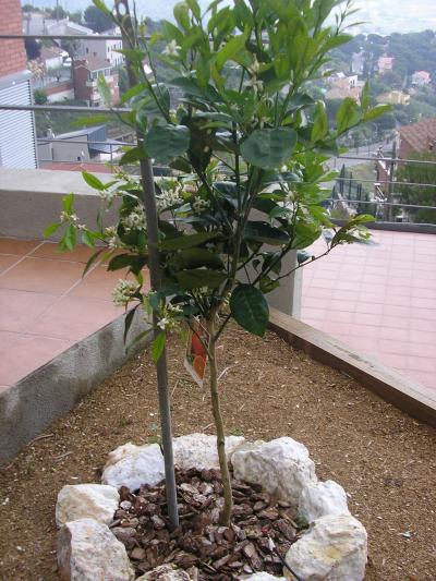 [Foto de planta, jardin, jardineria]