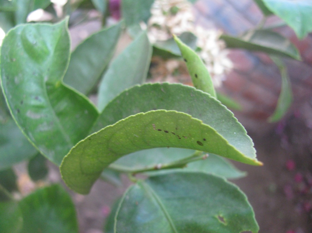 [Foto de planta, jardin, jardineria]