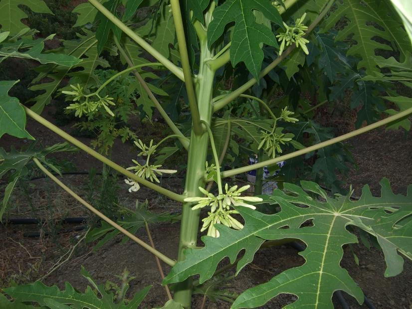 [Foto de planta, jardin, jardineria]