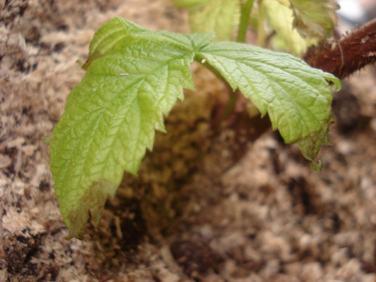 [Foto de planta, jardin, jardineria]