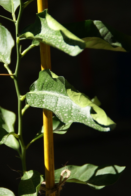 [Foto de planta, jardin, jardineria]