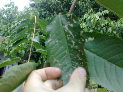 [Foto de planta, jardin, jardineria]