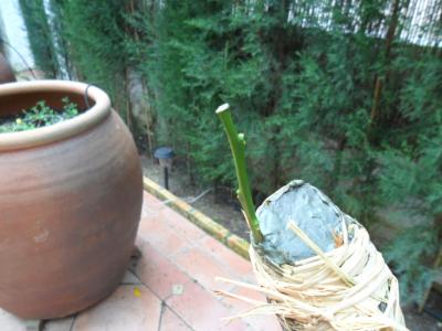 [Foto de planta, jardin, jardineria]