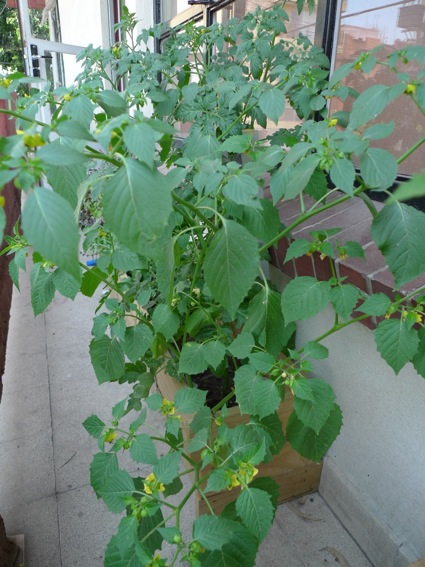 [Foto de planta, jardin, jardineria]