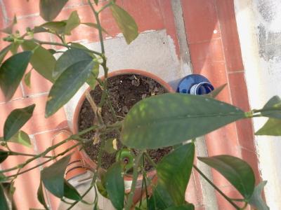 [Foto de planta, jardin, jardineria]