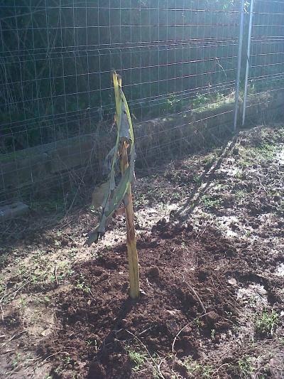 [Foto de planta, jardin, jardineria]