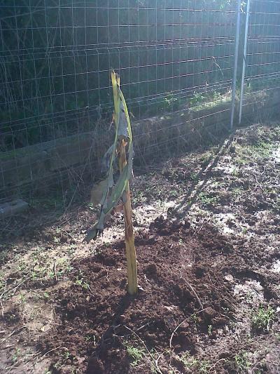 [Foto de planta, jardin, jardineria]