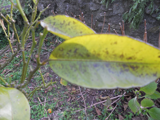 [Foto de planta, jardin, jardineria]