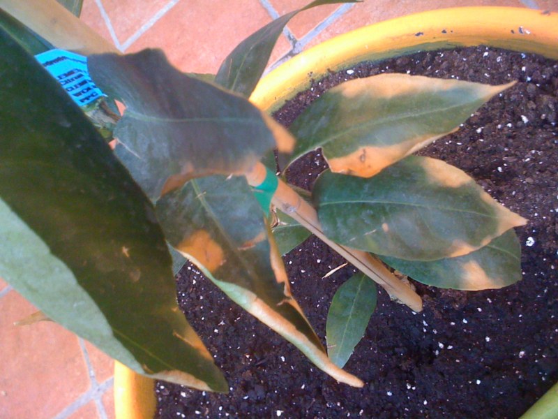 [Foto de planta, jardin, jardineria]