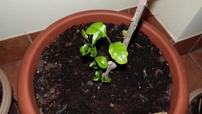 [Foto de planta, jardin, jardineria]