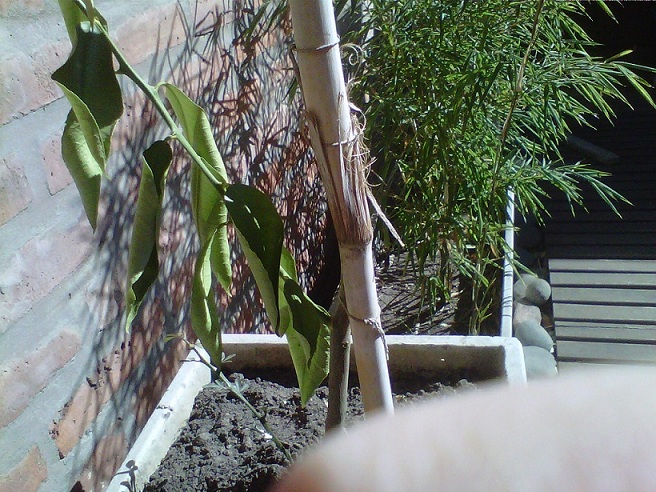 [Foto de planta, jardin, jardineria]