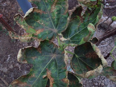 [Foto de planta, jardin, jardineria]