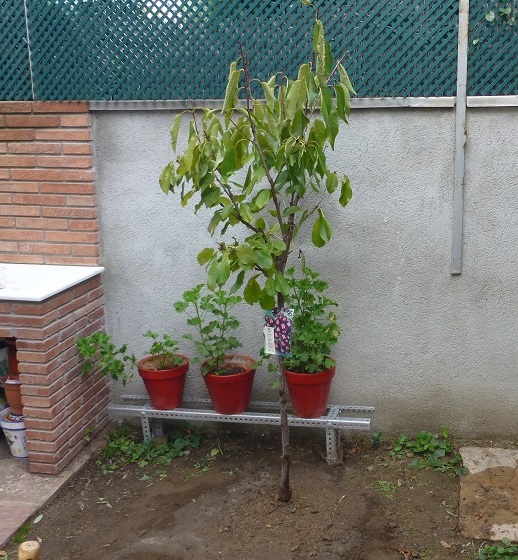 [Foto de planta, jardin, jardineria]