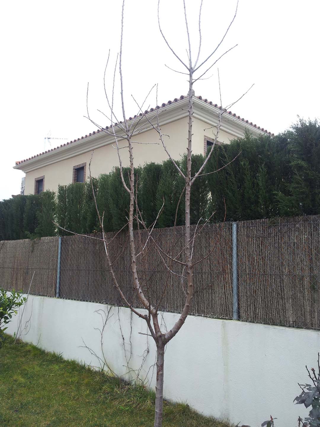 [Foto de planta, jardin, jardineria]