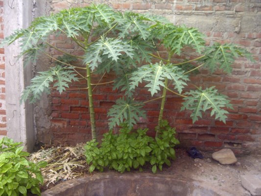 [Foto de planta, jardin, jardineria]