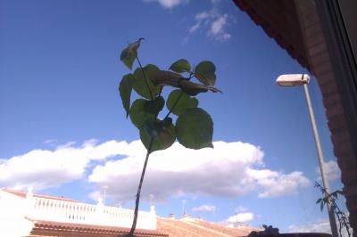 [Foto de planta, jardin, jardineria]