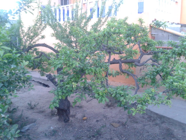 [Foto de planta, jardin, jardineria]