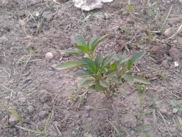 [Foto de planta, jardin, jardineria]