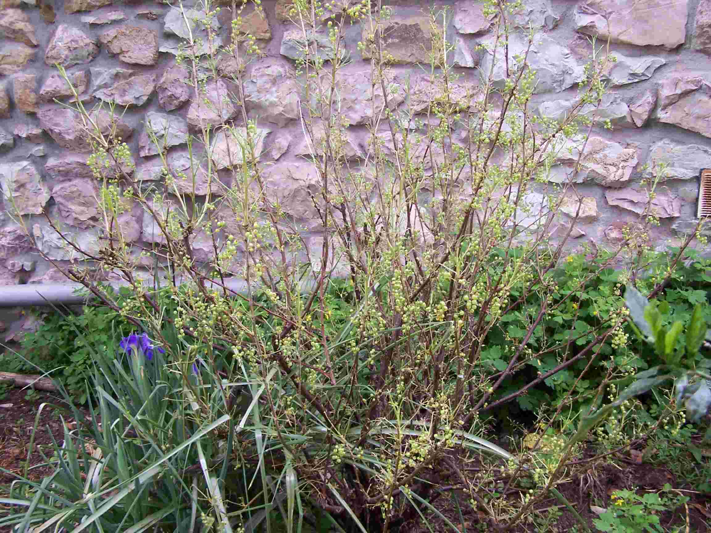 [Foto de planta, jardin, jardineria]