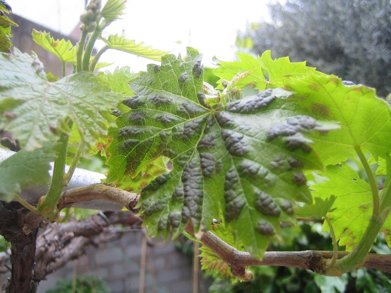 [Foto de planta, jardin, jardineria]