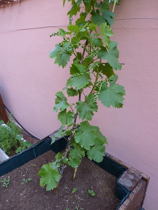 [Foto de planta, jardin, jardineria]