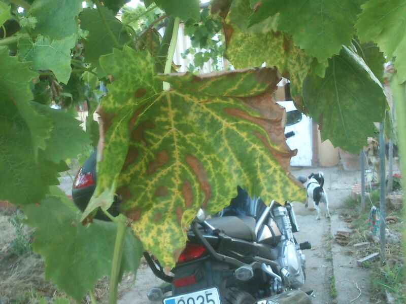 [Foto de planta, jardin, jardineria]