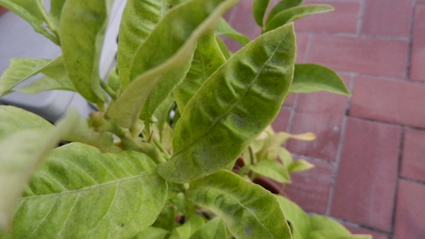 [Foto de planta, jardin, jardineria]