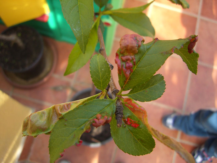 [Foto de planta, jardin, jardineria]