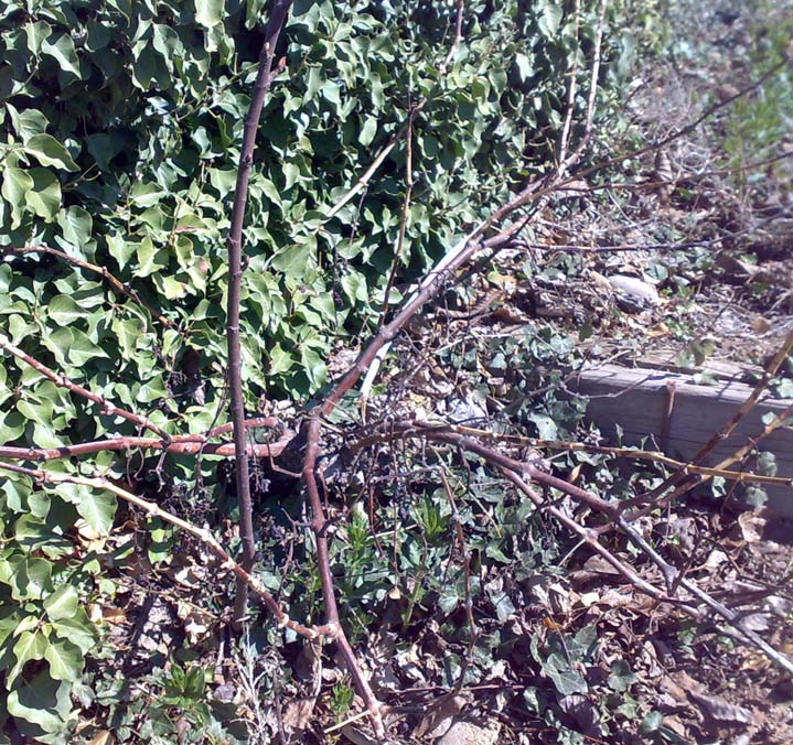 [Foto de planta, jardin, jardineria]