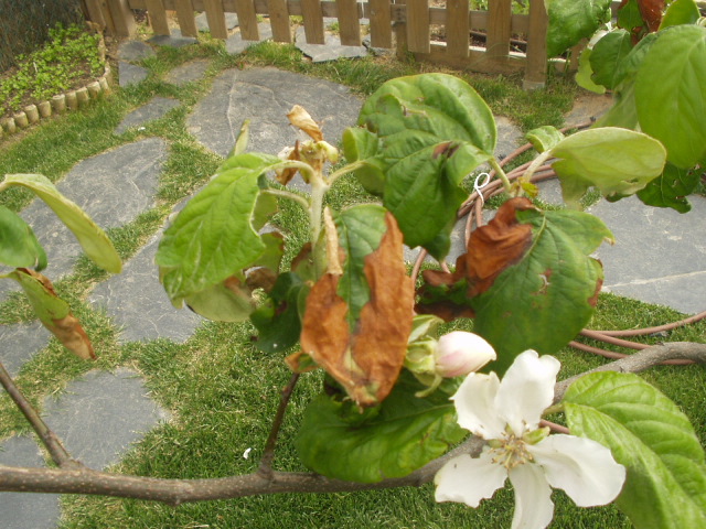 [Foto de planta, jardin, jardineria]