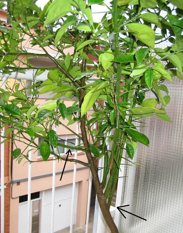 [Foto de planta, jardin, jardineria]